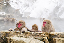 3 nuits à Nagano – Shiga Kogen