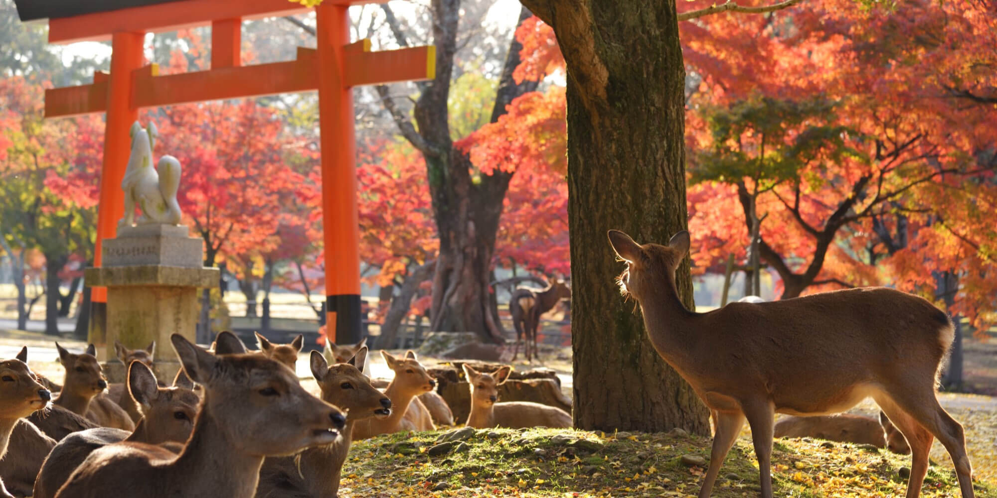 Les merveilles du Japon